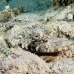 crocodilefish_flathead_nus_h_0705_png1749.jpg